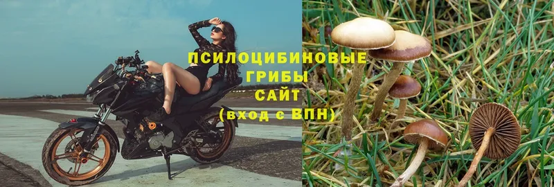 Псилоцибиновые грибы Psilocybine cubensis  Кингисепп 